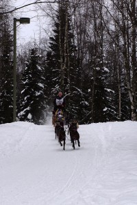 dogsled